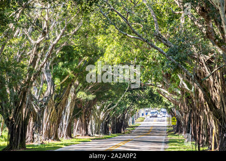 Banyan Tree Tunnel entlang Saint Lucie Blvd in Stuart, Florida. Stockfoto