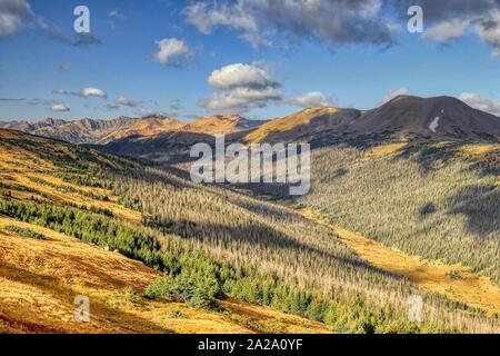 Colorado Beben Aspen Bäume Stockfoto