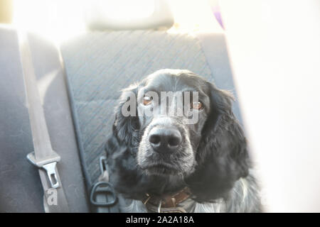 Ein Hund im Auto Stockfoto