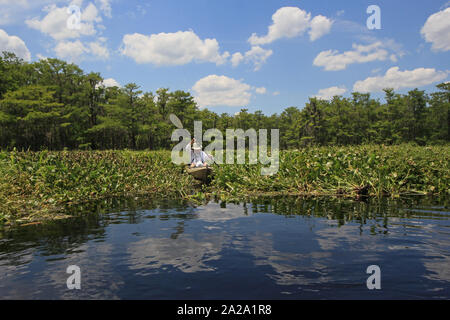 Active Senior Kajakfahren auf fisheating Creek, Florida auf ruhigen Frühsommer Nachmittag inmitten von Wolken und Zypressen im Wasser wider. Stockfoto