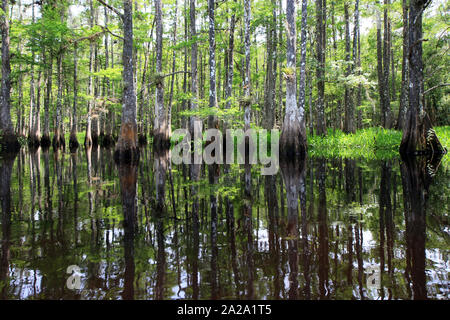 Fisheating Creek, Florida auf ruhigen Frühsommer Nachmittag mit perfekter Reflexionen von Zypressen am ruhigen Wasser. Stockfoto