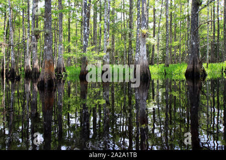 Fisheating Creek, Florida auf ruhigen Frühsommer Nachmittag mit perfekter Reflexionen von Zypressen am ruhigen Wasser. Stockfoto