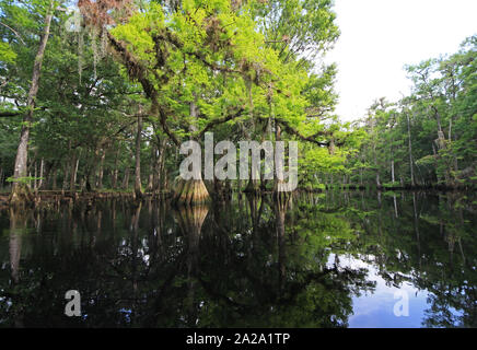 Fisheating Creek, Florida auf ruhigen Frühsommer Nachmittag mit perfekter Reflexionen von Zypressen und Wolken am ruhigen Wasser. Stockfoto