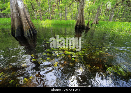 Fisheating Creek, Florida auf ruhigen Frühsommer Nachmittag mit Zypressen, spiegelt sich in ruhigen Wasser. Stockfoto