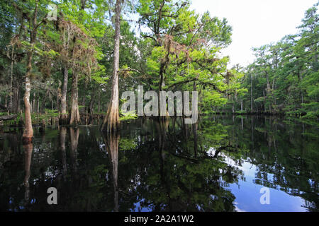 Fisheating Creek, Florida auf ruhigen Frühsommer Nachmittag mit perfekter Reflexionen von Zypressen und Wolken am ruhigen Wasser. Stockfoto