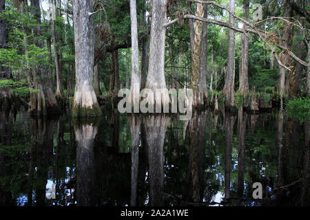 Fisheating Creek, Florida auf ruhigen Frühsommer Nachmittag mit perfekter Reflexionen von Zypressen am ruhigen Wasser. Stockfoto