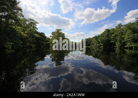 Fisheating Creek, Florida auf ruhigen Frühsommer Nachmittag mit perfekter Reflexionen von Zypressen und Wolken am ruhigen Wasser. Stockfoto