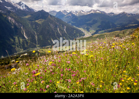 Wildblumen am Penken Berg in der Nähe von Mayrhofen in Tirol Alpen in Österreich, im Sommer mit dem Dorf Vorderlanersbach in der Ferne Stockfoto