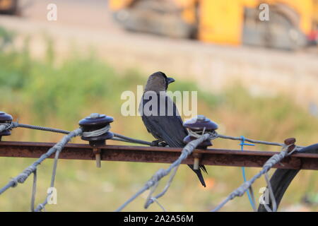 Das Haus Crow, auch bekannt als die Indischen, graynecked, Ceylon oder Colombo Krähe, ist ein gemeinsames Vogel der Krähe Familie, ist asiatischer Herkunft aber jetzt Foun Stockfoto