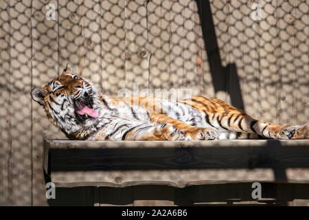 Ein Tiger liegt auf einem Holzregal in einem Zoo und gähnt. Die Amur tiger ist braun mit weißen und schwarzen Streifen. Der Schatten der Zelle Raster sichtbar ist. Stockfoto