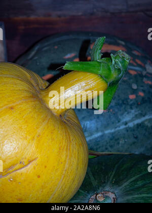 Kürbisse Familie. Gruppe von verschiedenen Sorten Obst Hintergrund, Herbst Ernte Stockfoto