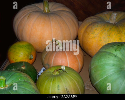 Kürbisse Familie. Gruppe von verschiedenen Sorten Obst Hintergrund, Herbst Ernte Stockfoto