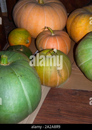 Kürbisse Familie. Gruppe von verschiedenen Sorten Obst Hintergrund, Herbst Ernte Stockfoto