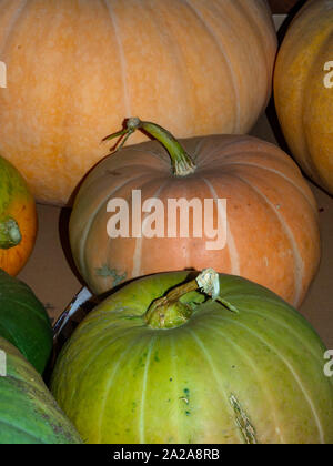 Kürbisse Familie. Gruppe von verschiedenen Sorten Obst Hintergrund, Herbst Ernte Stockfoto