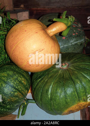 Kürbisse Familie. Gruppe von verschiedenen Sorten Obst Hintergrund, Herbst Ernte Stockfoto