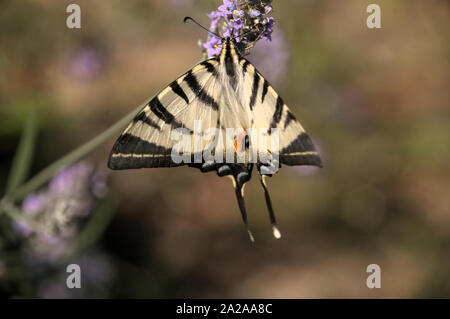 Iphiclides Segelfalter Schmetterling Art; in der ländlichen Toskana Stockfoto