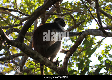 Sansibar rote Affe im Baum, procolobus kirkii, Sansibar, Unguja Insel, Tansania. Stockfoto