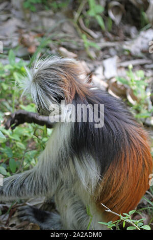 Sansibar Red Colobus Affen sitzen auf dem Boden, Procolobus kirkii, Sansibar, Unguja Insel, Tansania. Stockfoto