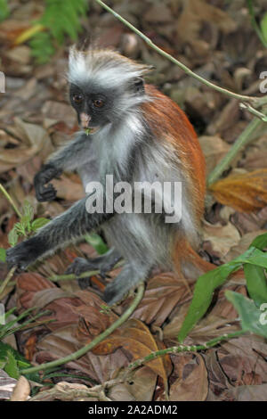 Sansibar Red Colobus junger Affe sitzt auf dem Boden, Procolobus kirkii, Sansibar, Unguja Insel, Tansania. Stockfoto