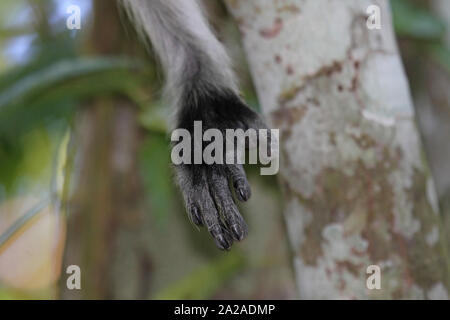 Zanzibar's Red Colobus Monkey rechten Procolobus kirkii, Sansibar, Unguja Insel, Tansania. Stockfoto