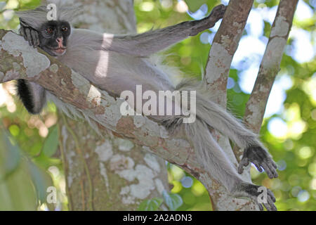 Sansibar Red Colobus Affen sitzen auf Zweig, Procolobus kirkii, Sansibar, Unguja Insel, Tansania. Stockfoto