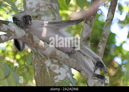 Sansibar Red Colobus Affen sitzen auf Zweig, Procolobus kirkii, Sansibar, Unguja Insel, Tansania. Stockfoto