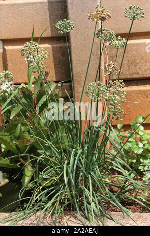 Kalanchoe Sukkulenten, blühende Schnittlauch und Koriander in einen Garten, Moreleta Park, Pretoria, Gauteng Provinz, Südafrika. Stockfoto