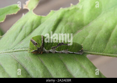 Citrus Schwalbenschwanz Schmetterling Raupe auf Lemon Leaf (Papilio demodocus), Moreleta Park, Pretoria, Südafrika. Stockfoto