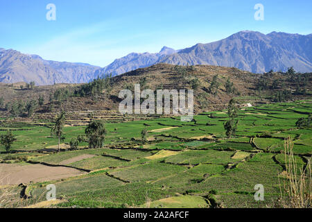 Landschaft der peruanischen Hochebene in der Nähe von Colca Canyon. Colca Canyon, Peru Stockfoto