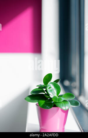 Rosa Topfpflanze auf einem Büro Fensterbank Stockfoto