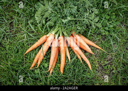 Frisch und reif Karotten mit grün Schwänze auf grünem Gras Hintergrund Stockfoto