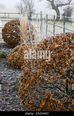 Elegantes, modernes Design, Landschaftsgestaltung und Bepflanzung (formgehölze, Gräser & Schiefer Chips) - close-up von Frosty misty Wintergarten, Yorkshire, England, Großbritannien Stockfoto