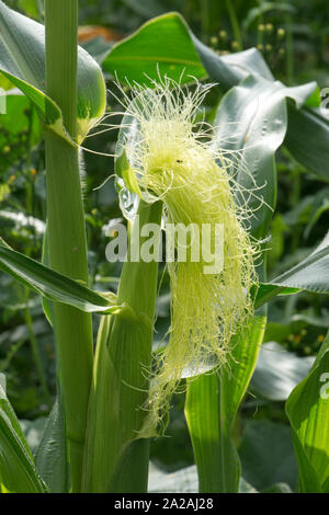 Zuckermais und Mais (Zea mays) Seide über der Schale auf der Cob ausgesetzt und empfänglich für Wind verstreut Pollen aus der männlichen Quasten Stockfoto