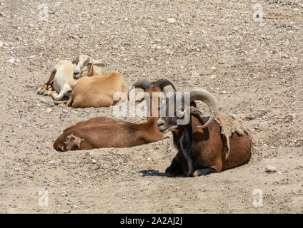 Gruppe von mufflons auf dem Boden aufliegt. Sommer sonnigen Tag Stockfoto