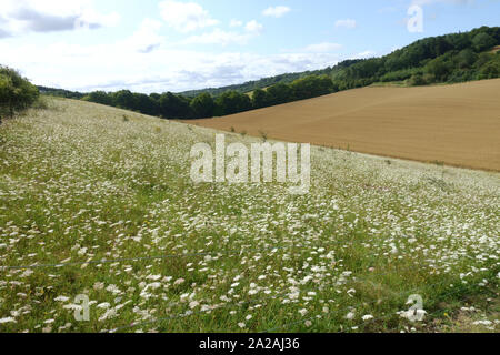 Ein Feld der weiß blühende Wilde Möhre (Daucus carota) Pflanzen attraktiv für viele wirbellose Tierarten, Berkshire, August Stockfoto