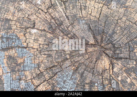 Holz Textur, natürlichen Hintergrund, Baumstumpf Nahaufnahme Stockfoto