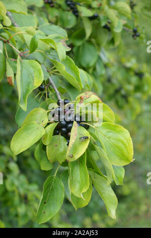 Blätter und Beeren der Gemeinsamen oder Spülung Sanddorn (Rhamnus cathartica) im Spätsommer, Berkshire, August Stockfoto