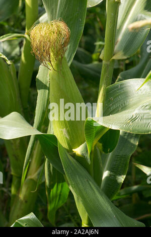 Zuckermais und Mais (Zea mays) Seide über der Schale auf der Cob ausgesetzt verdorrte und Braun nach der Befruchtung aus Wind pollen. Stockfoto