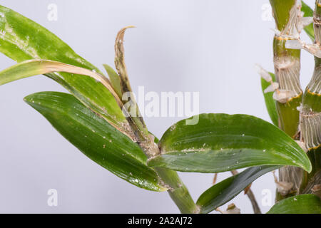 Unklar bleibt oder Knolle mealybug (Pseudococcus viburni) Schädlinge, Beschädigung und Honigtau auf Blätter und Stengel Dendrobium orchid Stockfoto