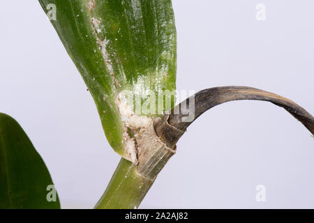 Unklar bleibt oder Knolle mealybug (Pseudococcus viburni) Schädlinge, Beschädigung und Honigtau auf Blätter und Stengel Dendrobium orchid Stockfoto