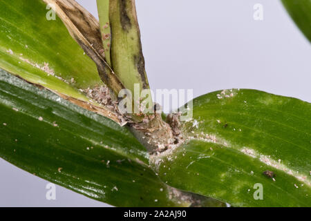 Unklar bleibt oder Knolle mealybug (Pseudococcus viburni) Schädlinge, Beschädigung und Honigtau auf Blätter und Stengel Dendrobium orchid Stockfoto