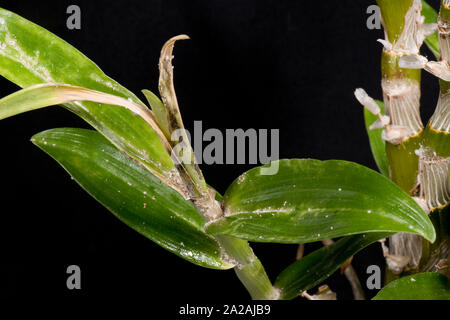 Unklar bleibt oder Knolle mealybug (Pseudococcus viburni) Schädlinge, Beschädigung und Honigtau auf Blätter und Stengel Dendrobium orchid Stockfoto