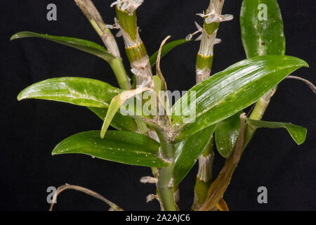 Unklar bleibt oder Knolle mealybug (Pseudococcus viburni) Schädlinge, Beschädigung und Honigtau auf Blätter und Stengel Dendrobium orchid Stockfoto