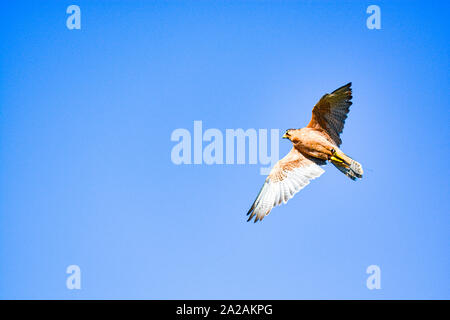 Lannerfalke (Falco biarmicus im Flug vor blauem Himmel, Südafrika Stockfoto