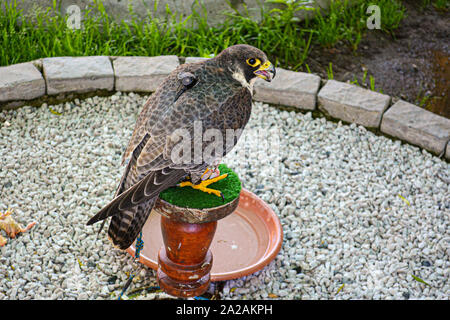 Angesichts der WANDERFALKE (FALCO PEREGRINUS). Diese Vögel sind die schnellsten Tiere der Welt. Stockfoto