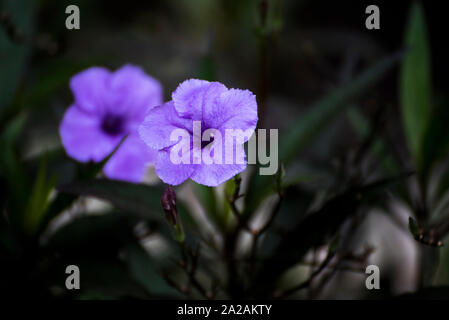 Moostierchenart, Simplex, die Mexikanische Petunia, mexikanische Bluebell oder Britton's wild Petunia Stockfoto