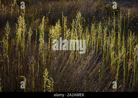 Pflanzen leuchtende in der Abendsonne auf der Wiese. Italienische Vegetation hautnah. Südeuropa Flora. Grünland auf Sonnenuntergang Zeit. Stockfoto