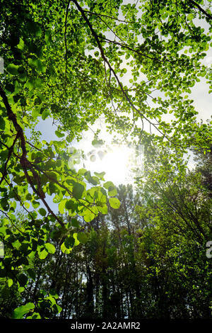 Sonne funkeln über Buche Blätter im Sommer - Baum Natur Hintergrund. Stockfoto