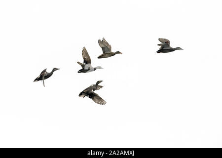 Schnatterente (Anas strepera) Herde im Flug gegen weiße Himmel, Texel, Niederlande. Stockfoto