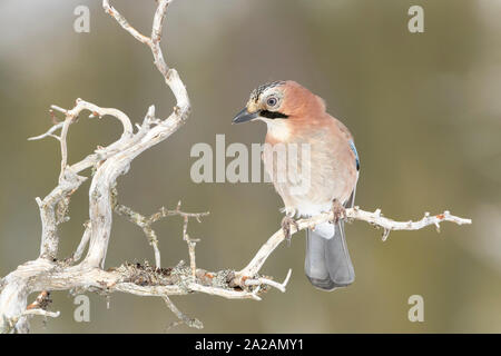 Eurasischen Eichelhäher (Garrulus glandarius) thront in einer Filiale, Flatanger, Norwegen Stockfoto